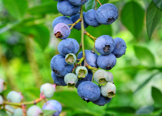 佳沃蓝莓是进口还是国产3