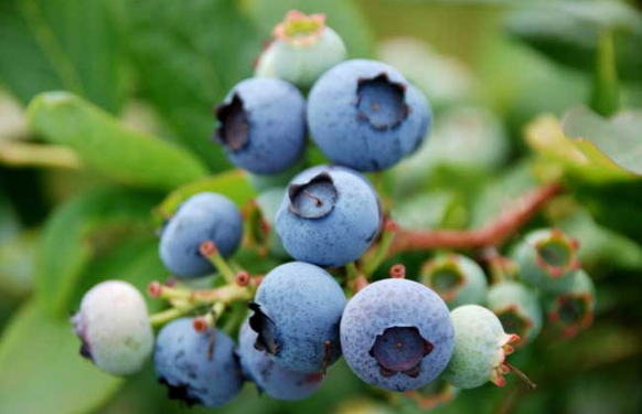 蓝莓18+是多大的果