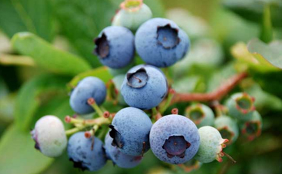 蓝莓18+是多大的果