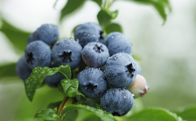藍莓可以一天吃一盒嗎