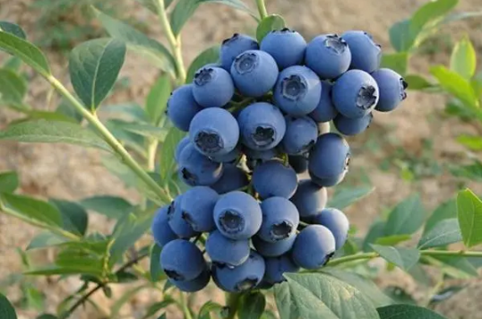 蓝莓有一点发霉还能泡酒吗3