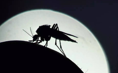 打死一只蚊子会来更多的蚊子吗