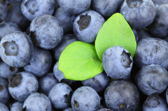 蓝莓和什么水果一起榨汁最佳搭配2