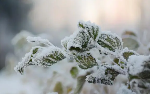 2023年吉林市雾凇冰雪节开幕时间是什么时候1