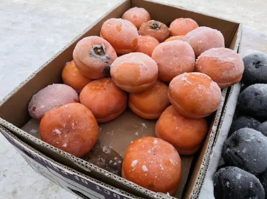 冻柿子在冰箱里冻了一年还能吃吗3