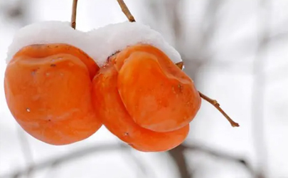 柿子冻了以后会更甜吗