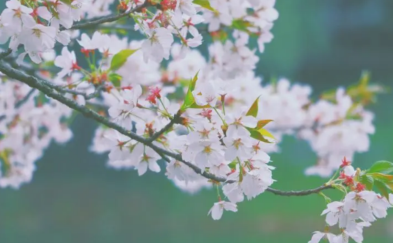 2024年3月份去武大能不能看到樱花-武汉3月份有樱花了吗