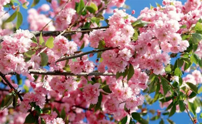 2024年武汉3月份有樱花了吗