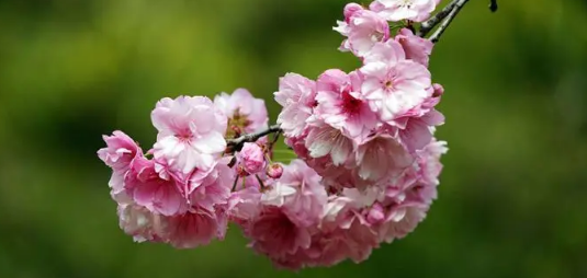2024南京樱花盛开一般在几月2