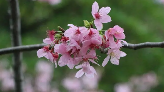 2024南京樱花盛开一般在几月1