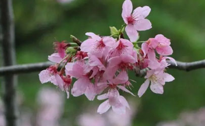 2024南京樱花盛开一般在几月