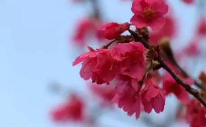 2024年4月中旬东京还能看到樱花吗