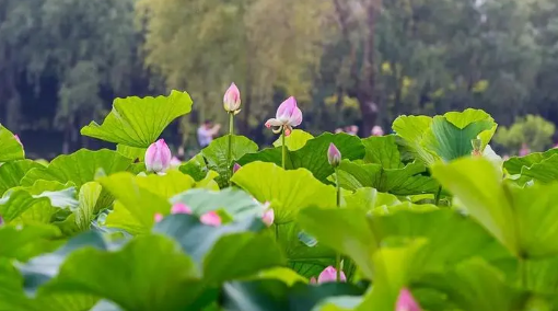 花蛤属于海鲜还是河鲜