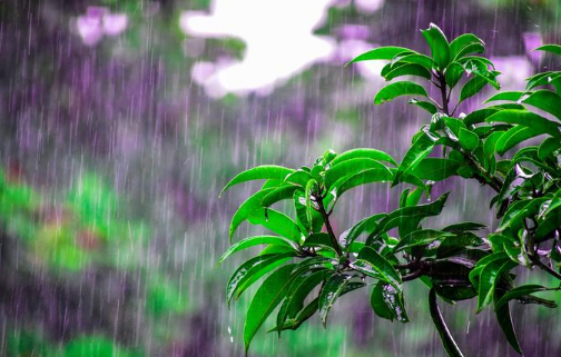 安徽今年梅雨季是几月到几月20243