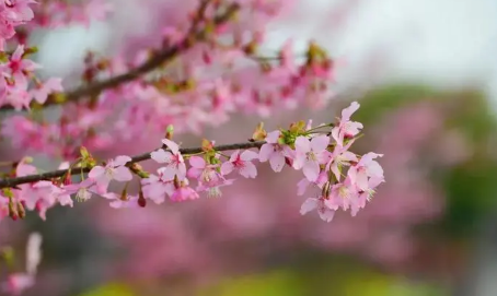 2024年武汉5月份有樱花吗3