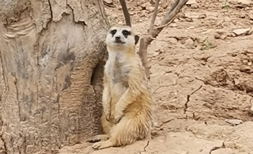 武漢野生動物王國有大熊貓嗎5