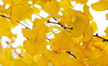 北京城里的叶子黄了 北京银杏叶最观赏时间和地点