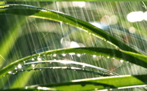 雨水是什么节气 雨水节气的来历和特点