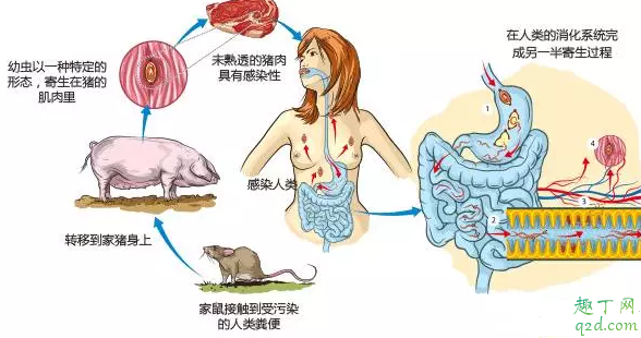 生吃食物，这些风险你知道吗？生吃食物容易引起食物中毒