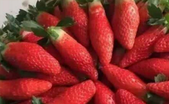 香蕉草莓多少钱一斤 香蕉草莓好吃吗