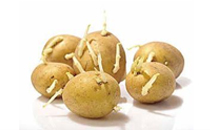 土豆怎样保存不发芽不青 如何防止土豆发芽