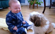 宝宝被宠物伤了怎么办 被宠物伤了第一时间应该怎么做