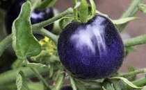 紫番茄生吃可以吗 多吃紫番茄可防癌