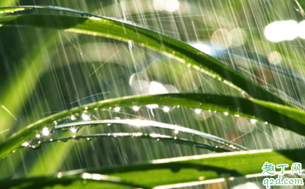 雨水是什么节气 雨水节气的来历和特点
