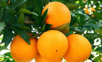 吃橘子的好处有哪些 橘子的食用禁忌