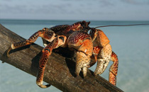 椰子蟹能吃吗 椰子蟹多少钱一斤