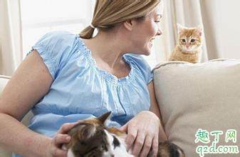 孕期不养猫也会感染弓形虫 养猫的注意事项